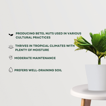 Supari tree for backyard plantation